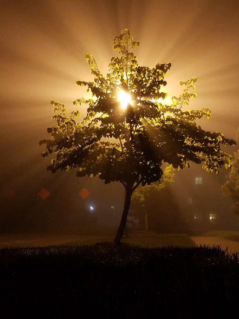 Foggy Silhouette, dark, fog, light, nature, night, real, sepia, tree, yellow, HD phone wallpaper