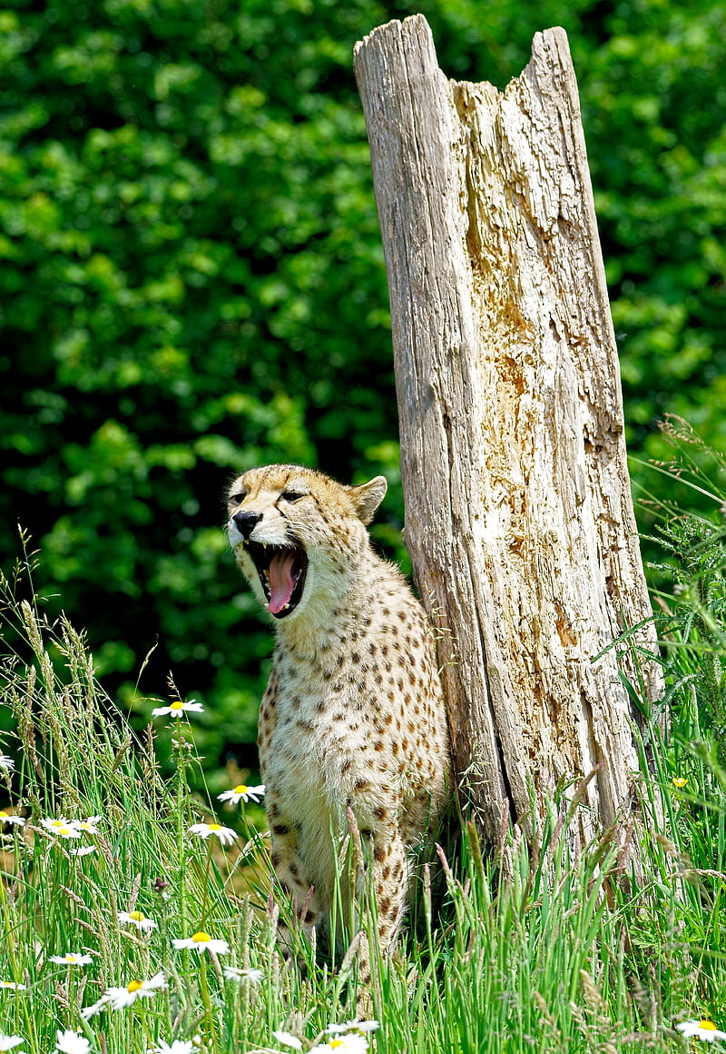 cheetah, yawn, predator, animal, wildlife, HD phone wallpaper