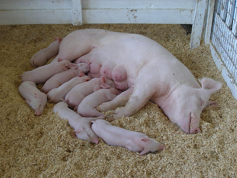 Piggies, cute, pig, fair, sow, piglets, mother, HD wallpaper