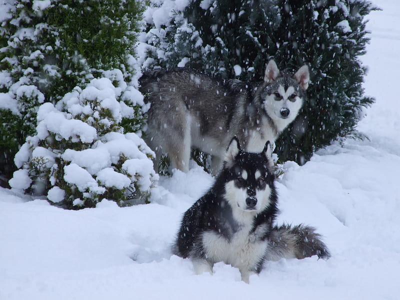 Malamutes in the snow, cute, alaskan malamutes, wolf, pup, snow dog, malamutes, sledge dog, husky, HD wallpaper