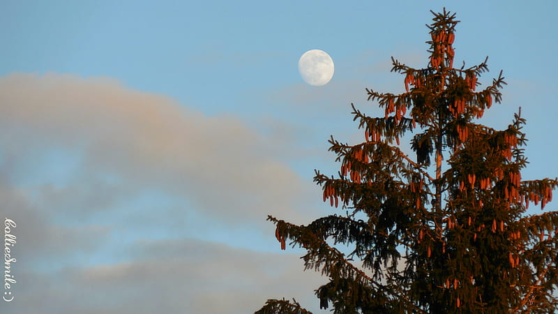 Evergreen Gazing at the M00N ..., evergreen tree, tree, moon, blue sky, pinecones, clouds, HD wallpaper