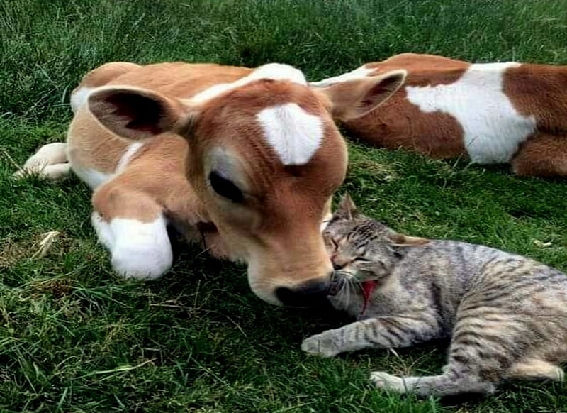 Farm Calf And Cat, Brown, Cats, Calf, White, Farm, So Cute, Cows, HD wallpaper