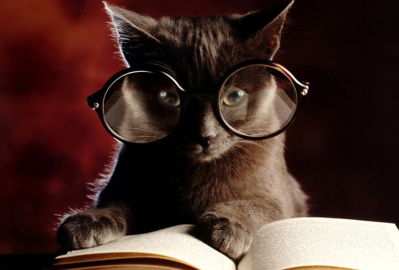 Cat, glasses, the book, reading, HD wallpaper