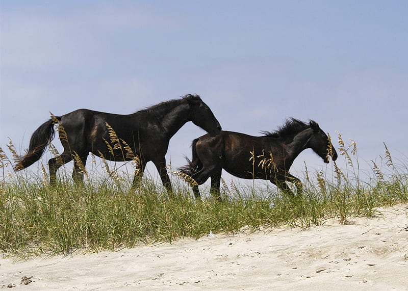 Black Wild Horses Running, black horse4s, wild mustangs, animals, wild, HD wallpaper