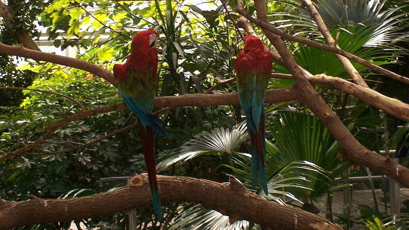 Look Who's Watching Now!, red, co11ie, teal, Detroit Zoological Gardens, leafy, leaves, macaws, green, tropica1, blue, Michigan, jungle setting, palms, fow1, tree, South America, parrots, branches, tropical, HD wallpaper