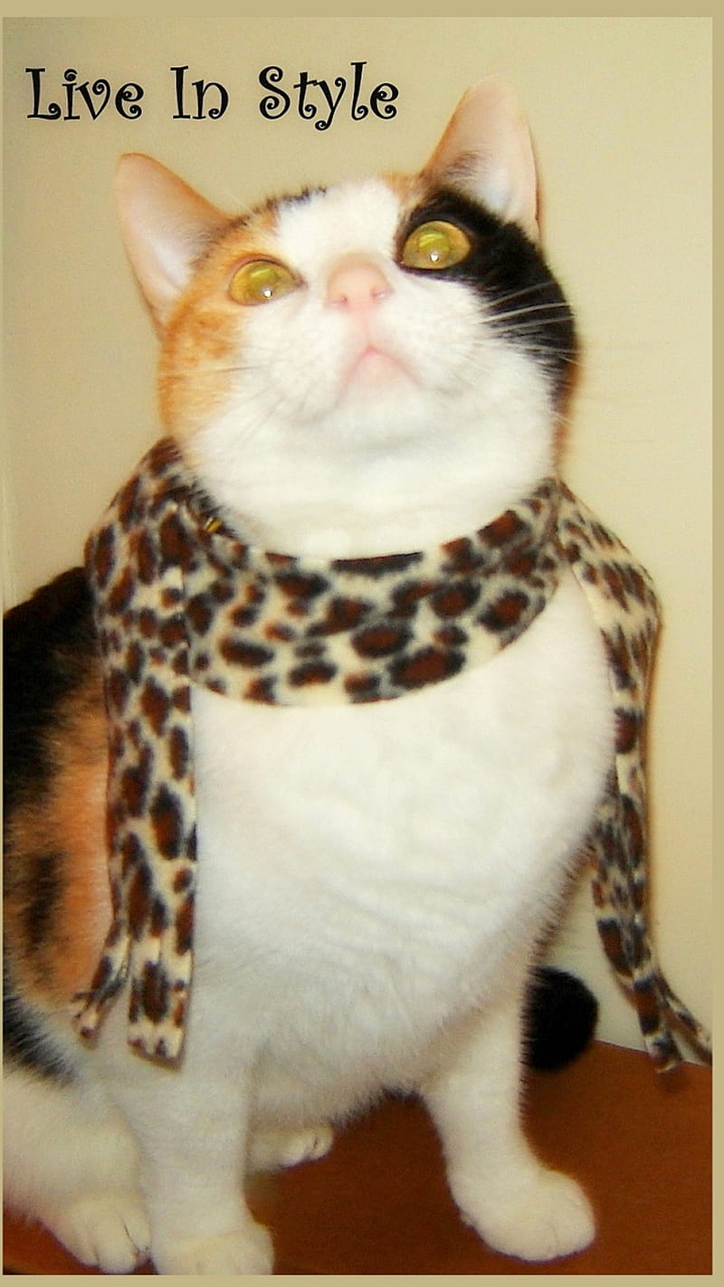 Live In Style Cat, calico, cat, dress up, fashion, feline, kitty, life, sayings, scarf, HD phone wallpaper