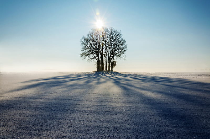 Winter, Nature, Sun, Snow, Tree, Earth, Sunny, HD wallpaper | Peakpx