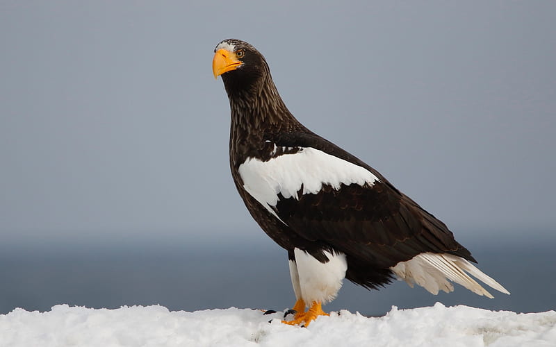 Stellers sea eagle, winter, bird of prey, rare birds, predator, beautiful birds, Haliaeetus pelagicus, HD wallpaper