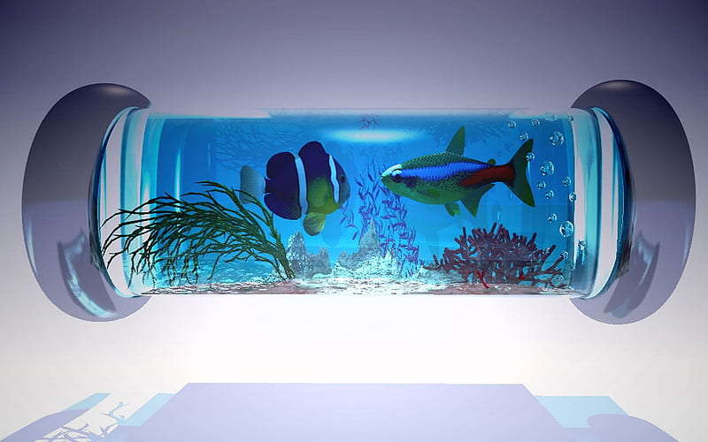 Fishtank, tank, water, fish, HD wallpaper