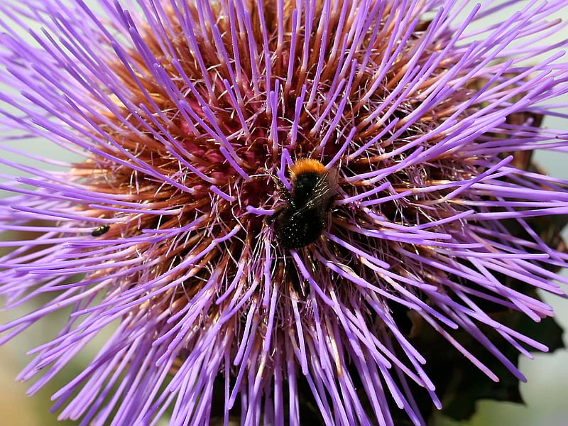 Spikey purple flower with bee, closeup, spikey flower, bee, purple, HD wallpaper