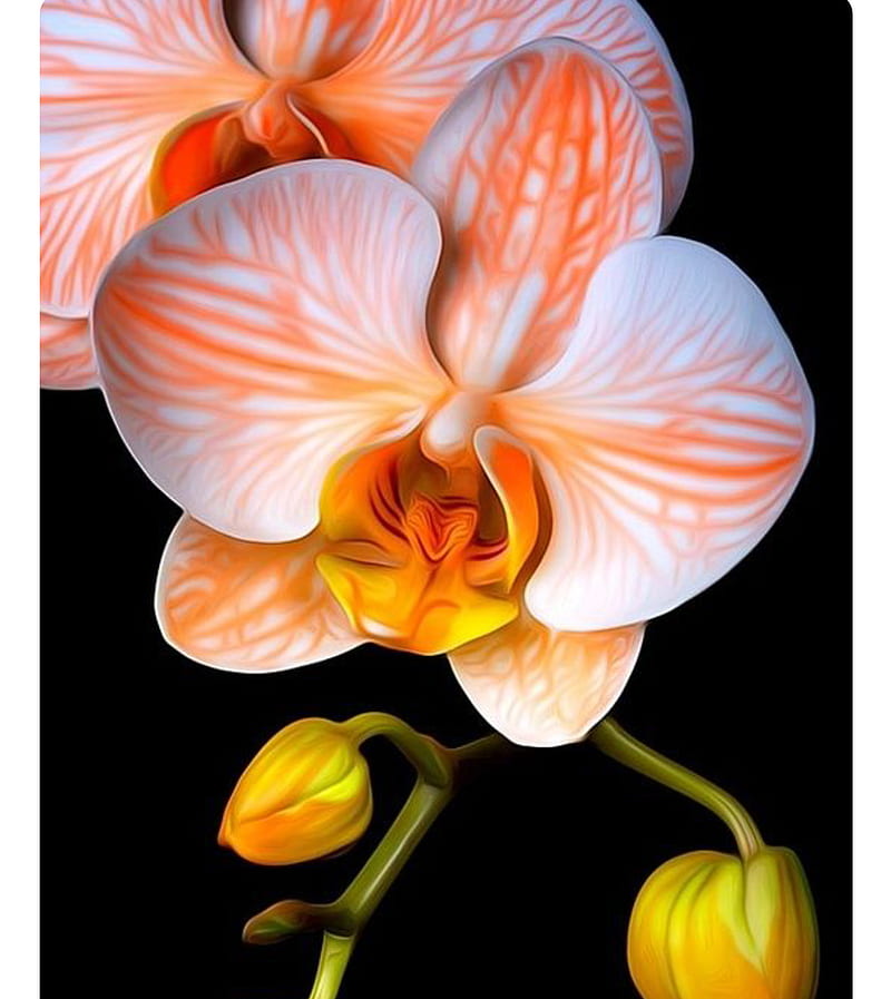 720P free download | Orchid, orange, flower, HD phone wallpaper | Peakpx