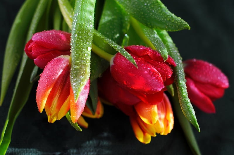 Tulips background, pretty, colorful, wet, background, bonito, drops, spring, bouquet, flowers, tulips, HD wallpaper