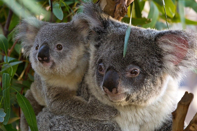 SAFE WITH MUM, australia, marsupials, moms and kids, eucalyptus trees, animals, HD wallpaper