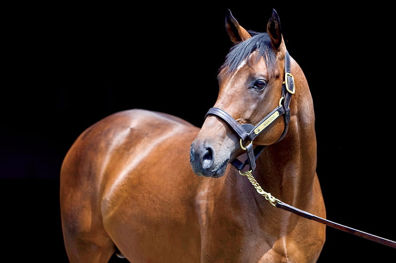 Race Horse, thoroughbred, english, bay, horses, HD wallpaper | Peakpx
