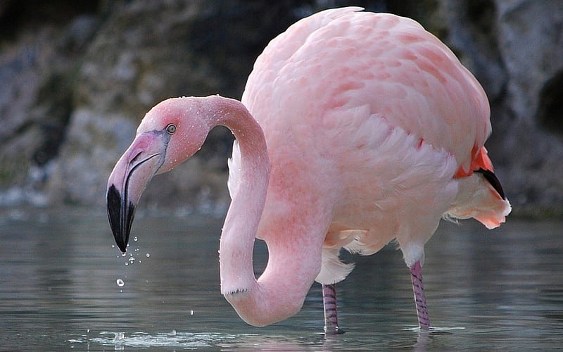 Beautiful Pink Flamingo, flamingos, waterfowl, pink, graceful, animals, HD wallpaper