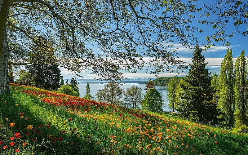 Spring Alley, Lake Bodensee, Germany, flowers, island, wildflowers, mainau, trees, HD wallpaper