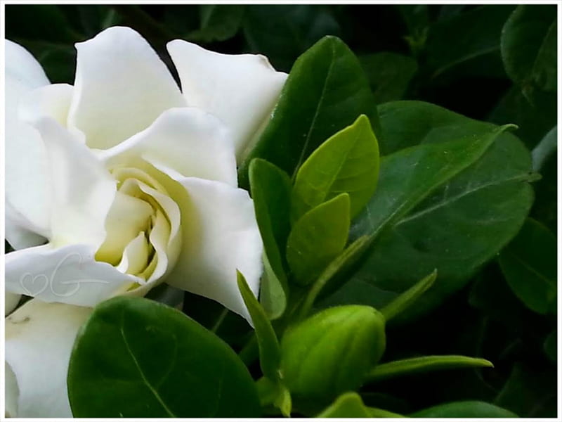 beautiful gardenia, gardenia, flowers, white flowers, beautiful flowers, HD wallpaper