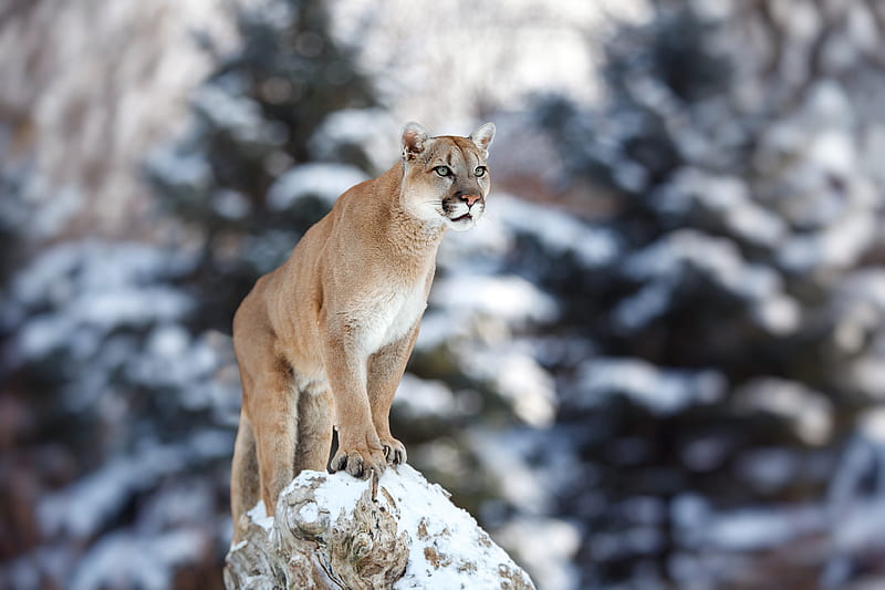 Cougar, animal, cat, could, forest, ice, nature, puma, snow, wild, winter, wood, HD wallpaper