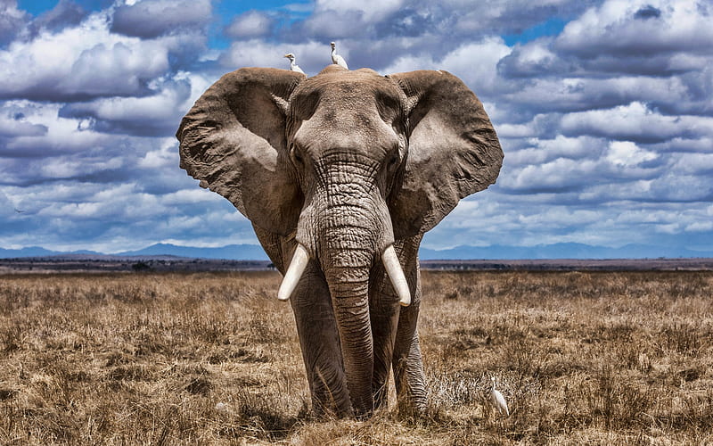 african elephant, savannah, birds, wildlife, elephant, elephants, Africa, Elephantidae, HD wallpaper