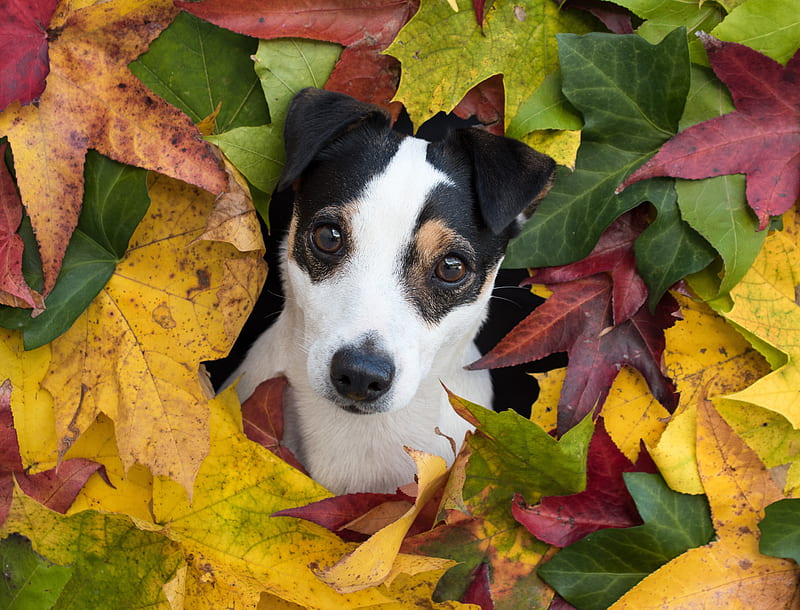 Dogs, Jack Russell Terrier, Dog, Maple Leaf, Puppy, HD wallpaper