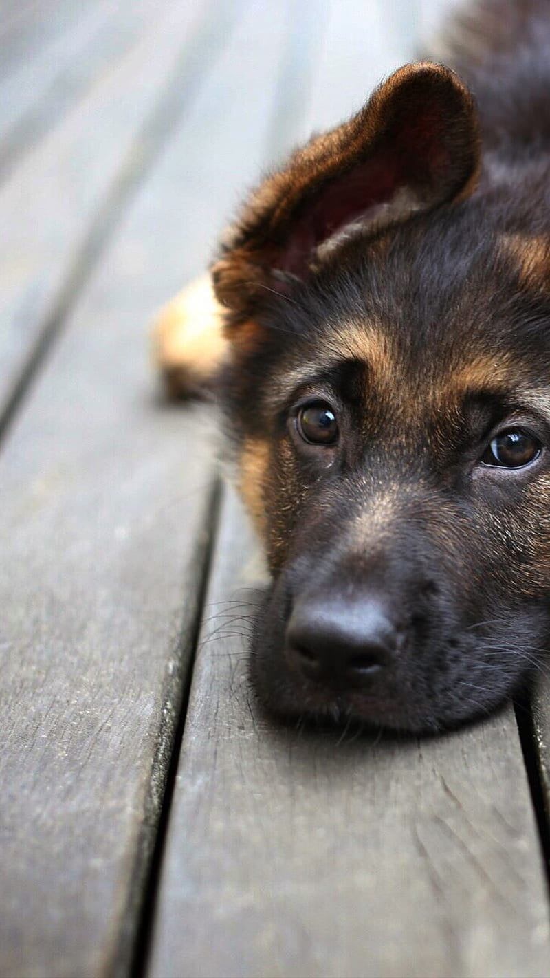 Sad Dog , german shepherd, animal, cute, pet, waiting, HD phone wallpaper