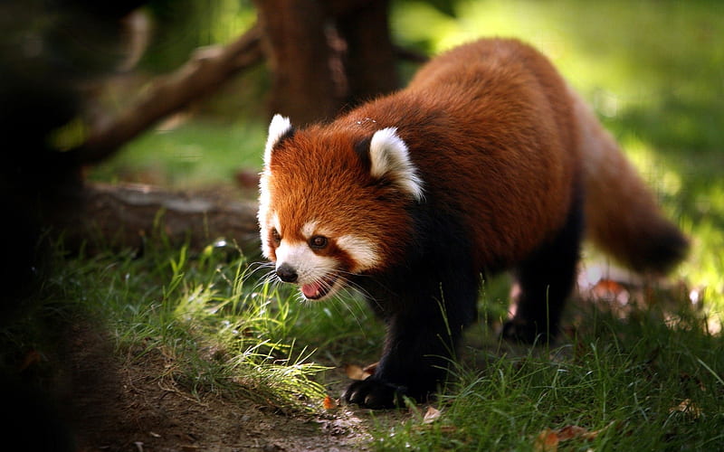 Red Panda-Fun Animal, HD wallpaper