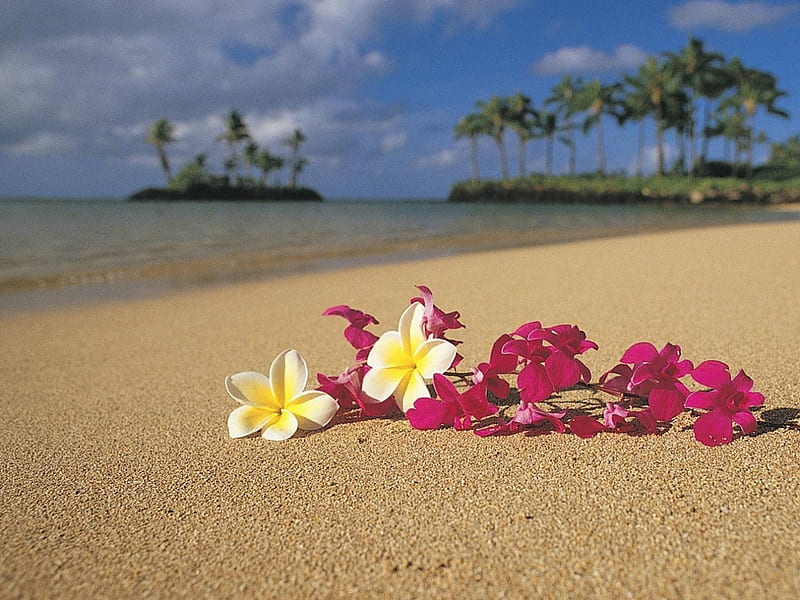 Tropical Plumeria and Orchid Flower Lei Garland on sand beach in Hawaii Polynesia, polynesia, zen, french, palm, atoll, garland, lagoon, beach, oahu, maui, islands, lei, holiday, ocean, pacific, trees, south, water, frangipani, paradise, hawaiian, kauai, plumeria, sea, sand, big, polynesian, blue, hawaii, peace, orchid, luau, island, tropical, HD wallpaper