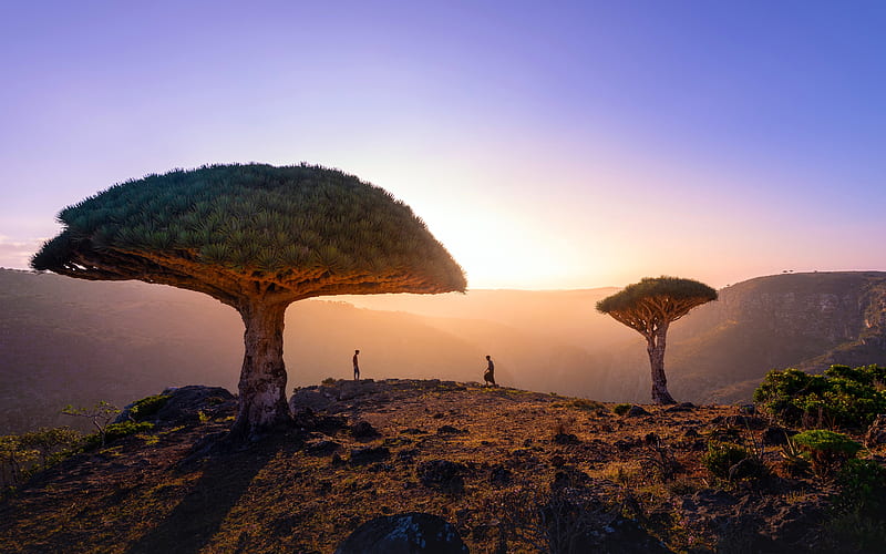 Socotra island 2022 Dragon Blood Trees, HD wallpaper