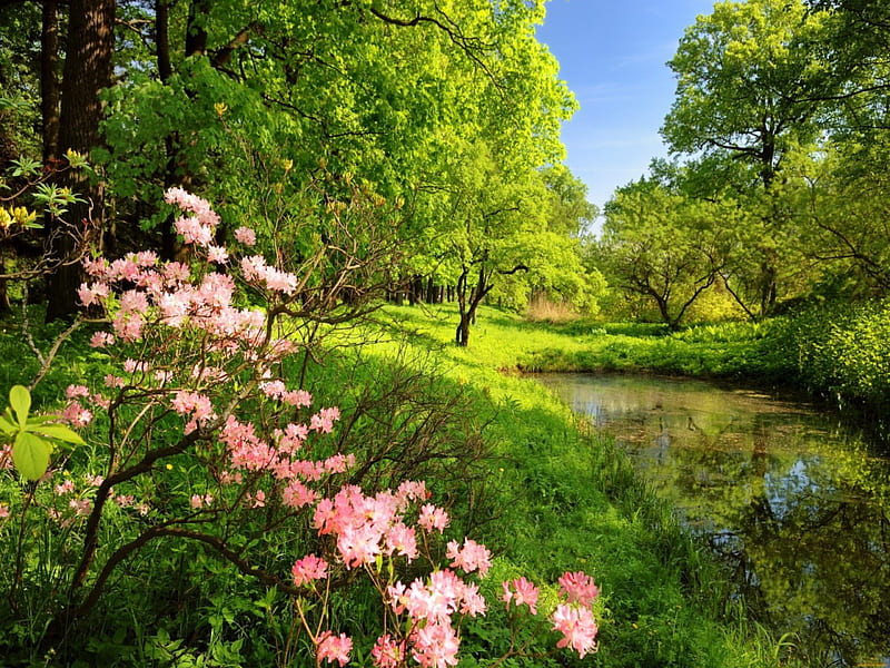 Forest flowers, forest, stream, lovely, grass, greenery, sunny, bonito, trees, nice, water, green, rays, summer, flowers, nature, river, HD wallpaper