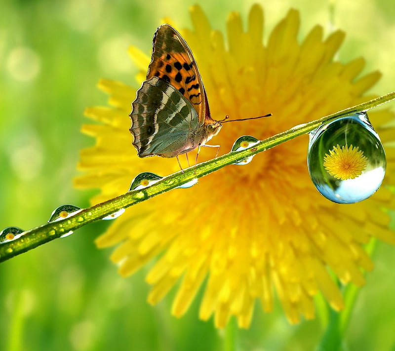 Gota de mariposa, fresco, gota de rocío, naturaleza, gota de agua, flor  amarilla, Fondo de pantalla HD | Peakpx