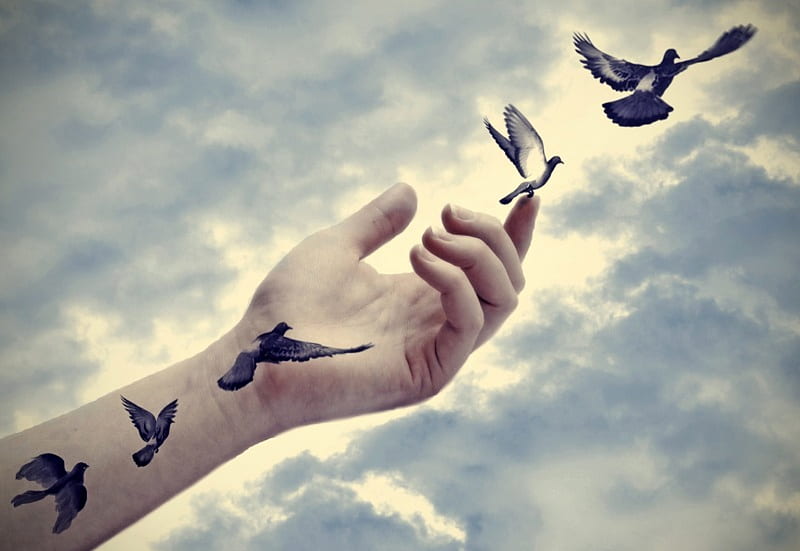 bird, tattoo, black, hand, dove, sky, blue, HD wallpaper