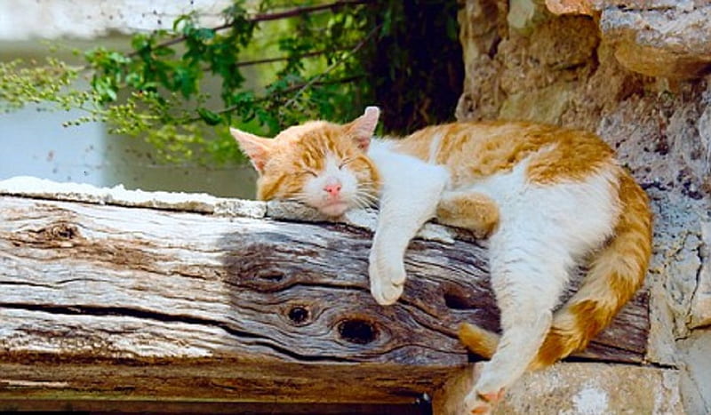 afternoon resting, resting, afternoon, cats, animals, HD wallpaper