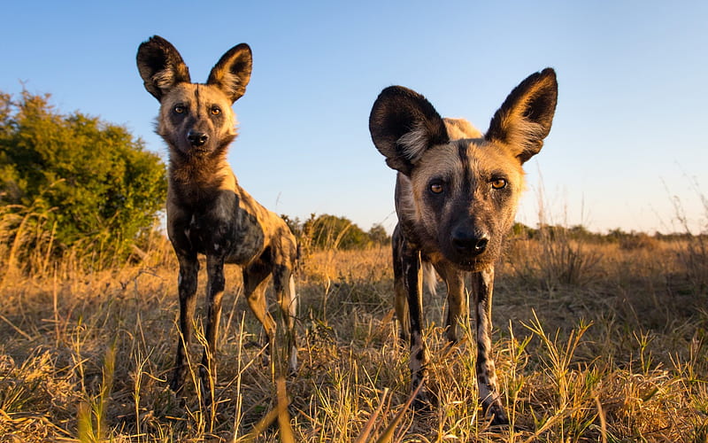 hyenas, wildlife, evening, Africa, African Wild Dogs, HD wallpaper
