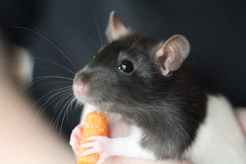 JUICY LUNCH, rodents, food, veggies, rats, carrot, pets, animals, HD wallpaper