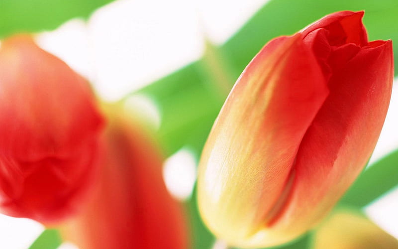 Pink Tulip Close-Up-Flowers, HD wallpaper