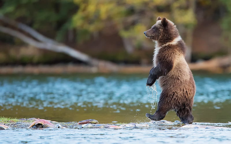 bear, Canada, fishing, grizzly, water, predators, wildlife, HD wallpaper