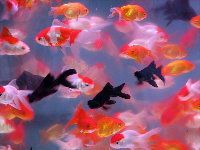 Goldfish, fish, HD wallpaper | Peakpx
