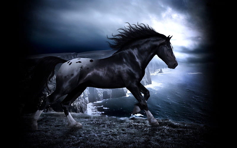 Black Horse, black, at a run, horse, animals, HD wallpaper | Peakpx