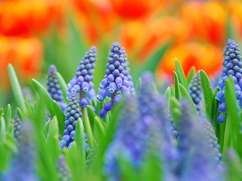 Muscari blue flowers - blurred graphy, elmosodott fenykepezes, viragok, kek, Muscari, termeszet, HD wallpaper