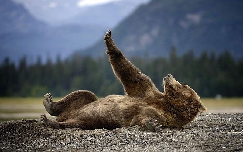 Bear - Relax, paw, forest, Bear, Relax, HD wallpaper