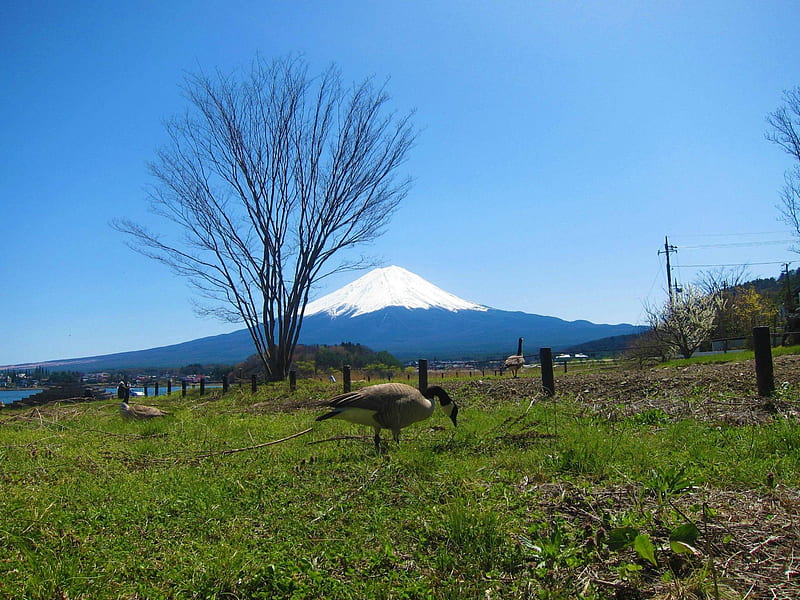 Mt Fuji, mountain, nature, fun, field, HD wallpaper