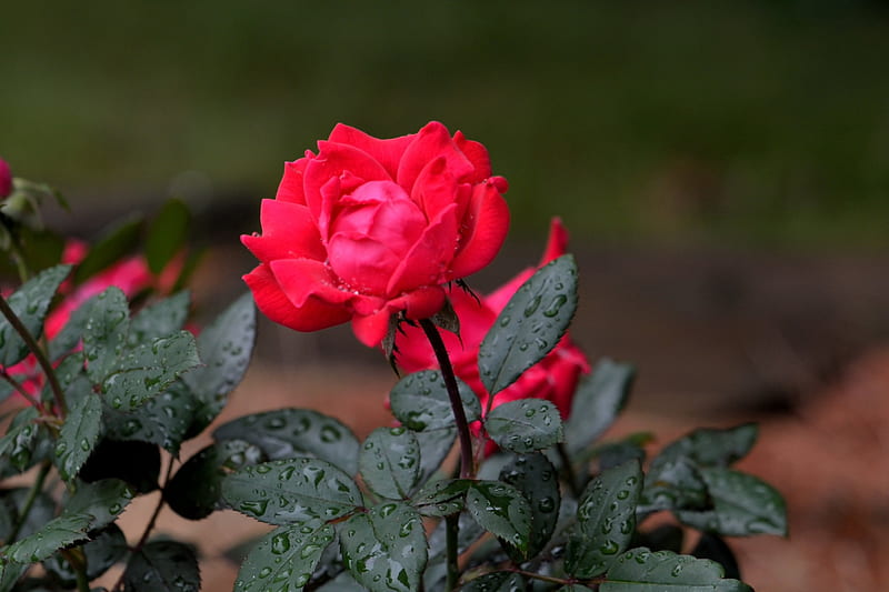A Rose In The Rain, red rose, rainy rose, raindrop, rainfall, HD wallpaper