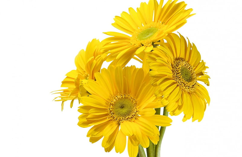 Yellow gerbera, flower, yellow, gerbera, daisy, HD wallpaper