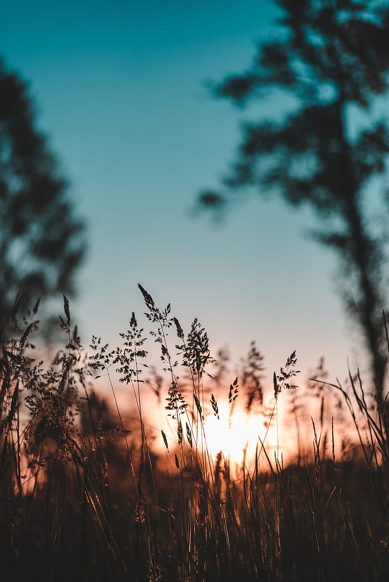 ear, sunset, grass, evening, HD phone wallpaper