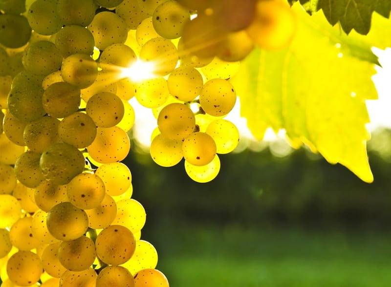yellow grape bunch, grape, nature, bunch, fruits, HD wallpaper