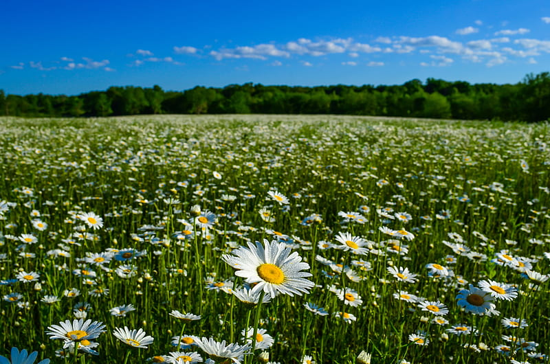 Earth, Chamomile, Flower, Meadow, Nature, Summer, HD wallpaper