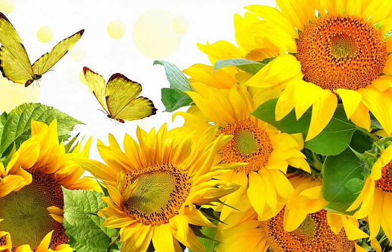 ✿⊱•╮Golden Glories╭•⊰✿, fall, autumn, lovely, colors, love four seasons, yellow, bonito, butterflies, creative pre-made, sunflowers, bright, flowers, nature, butterfly designs, animals, HD wallpaper