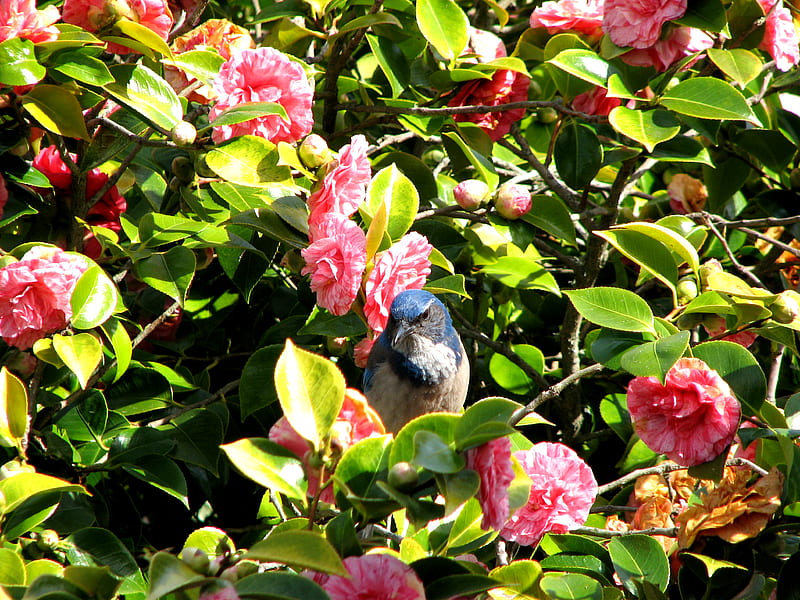 Blue Jay In The Flowers, pick, bird, green, flowers, blue jay, pick flowers, blue, HD wallpaper