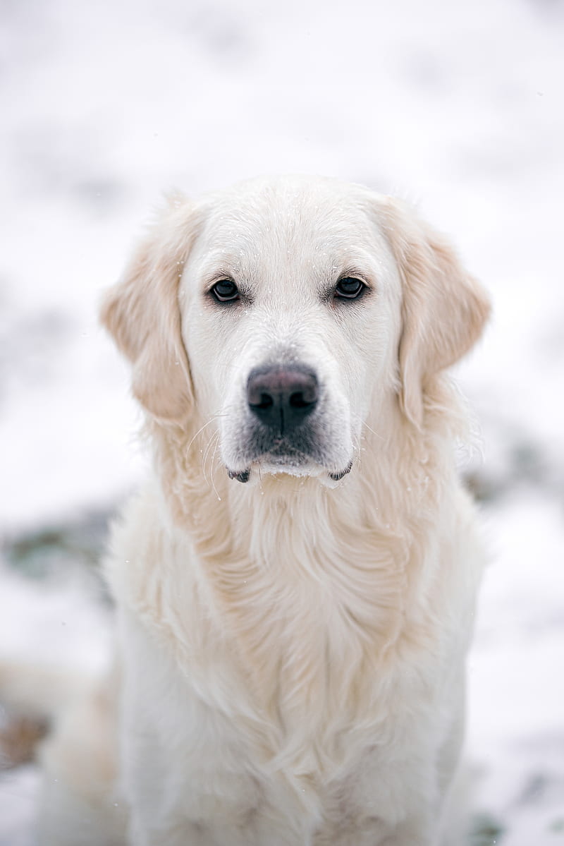 golden retriever, dog, white, pet, HD phone wallpaper