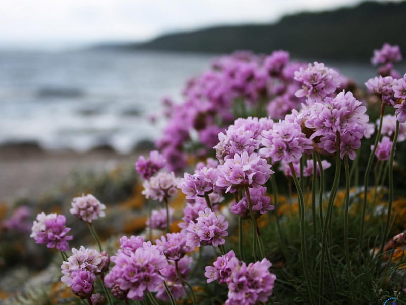 Lilac flowers on the beach, on, beach, lilac, flowers, HD wallpaper